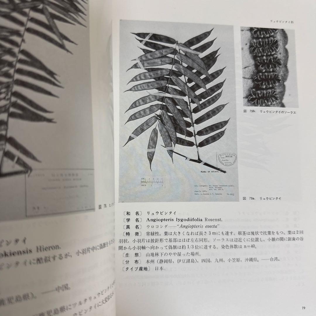 新日本植物誌シダ編　改訂増補版