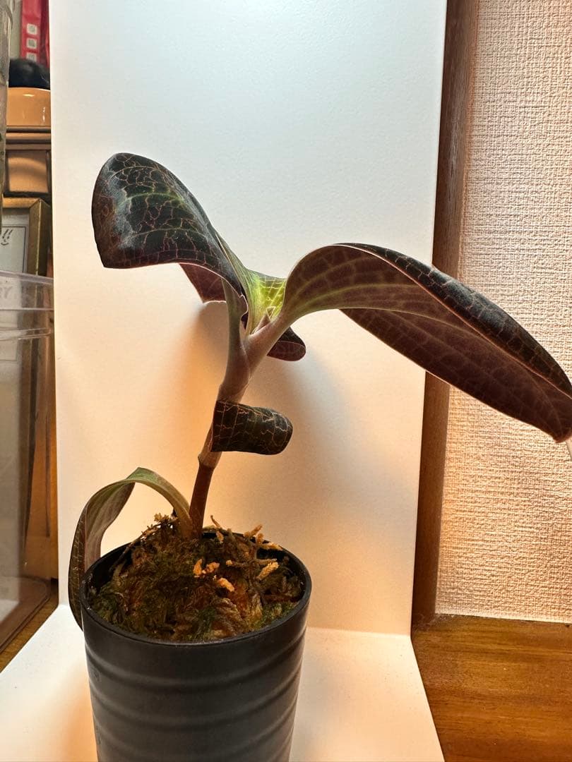 ジュエルオーキッド　宝石蘭　Dossinia marmorata