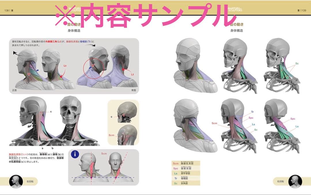 【新品】　スカルプターのための美術解剖学 3 頭頸部編