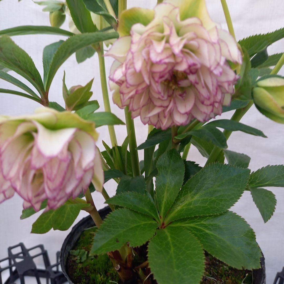 お買い得！グリーンリップ2種植え♪大苗、開花株