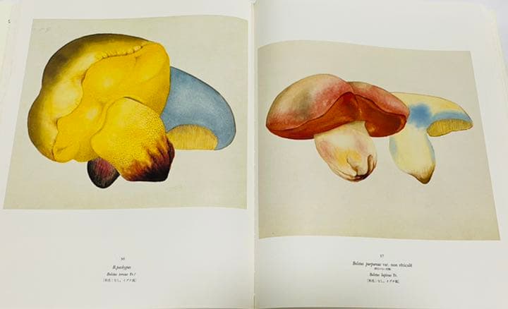 ジャン・アンリ・ファーブルのきのこ 221点の水彩画と解説