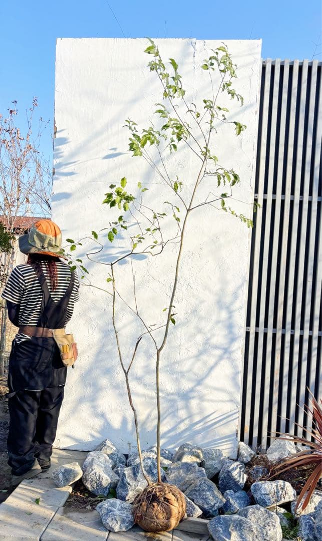 美形。山採りソヨゴ 雄株2.6M(鉢底から)品番C