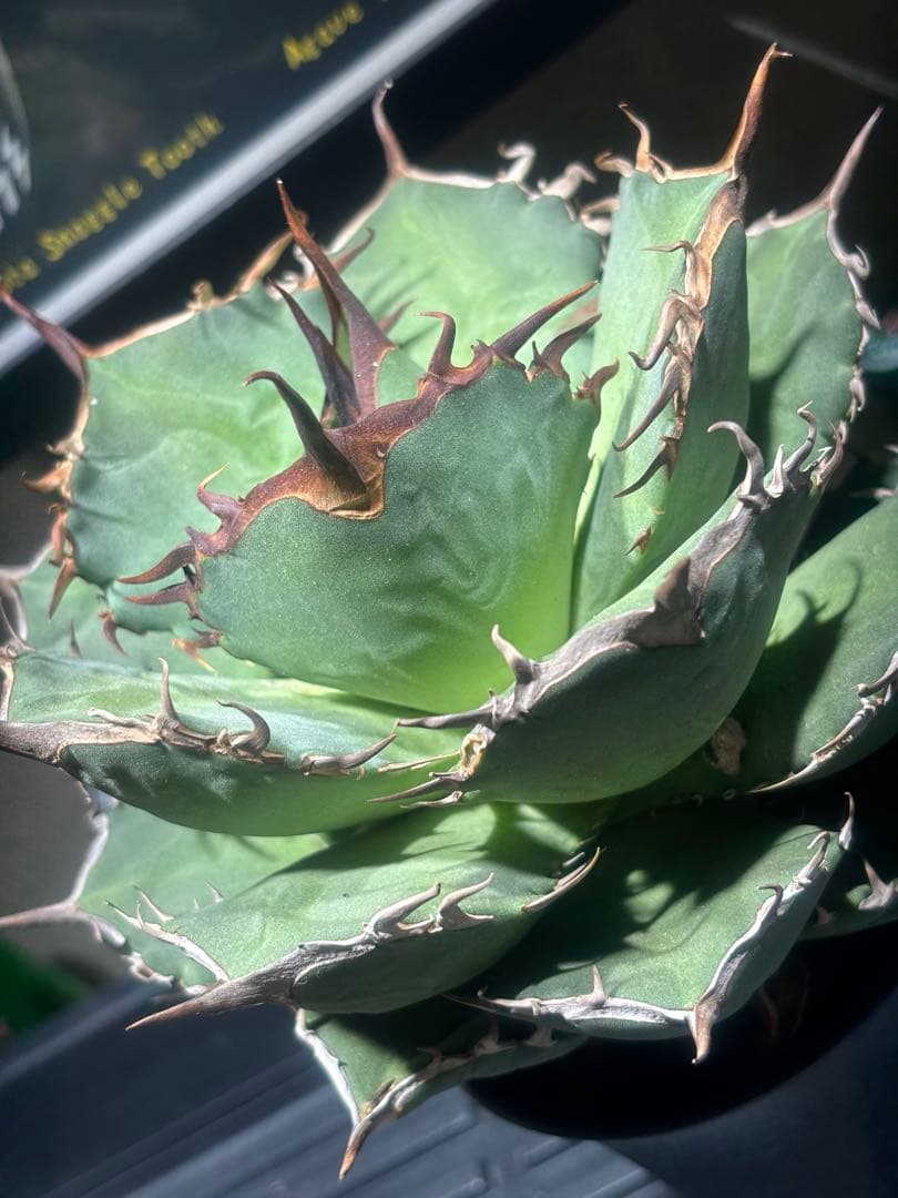 特出！アガベチタノタ毒液（極上株）超S級良形狂棘superヴェノム激レア大株