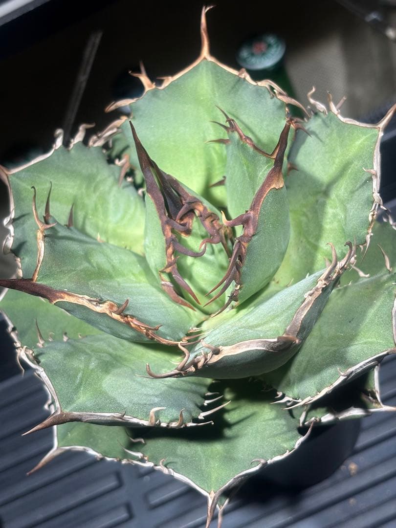 特出！アガベチタノタ毒液（極上株）超S級良形狂棘superヴェノム激レア大株