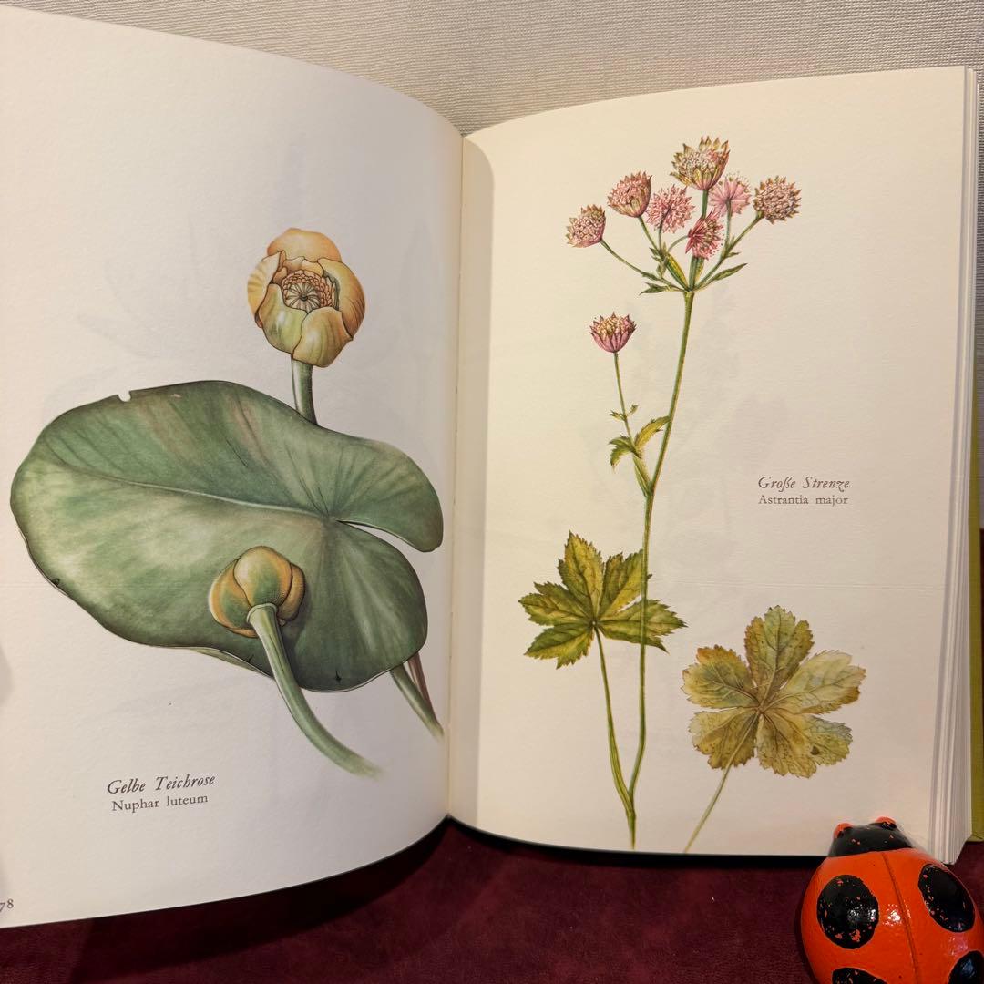 314③1980年ドイツElsa Flesko植物図鑑植物画　ジャンクジャーナル