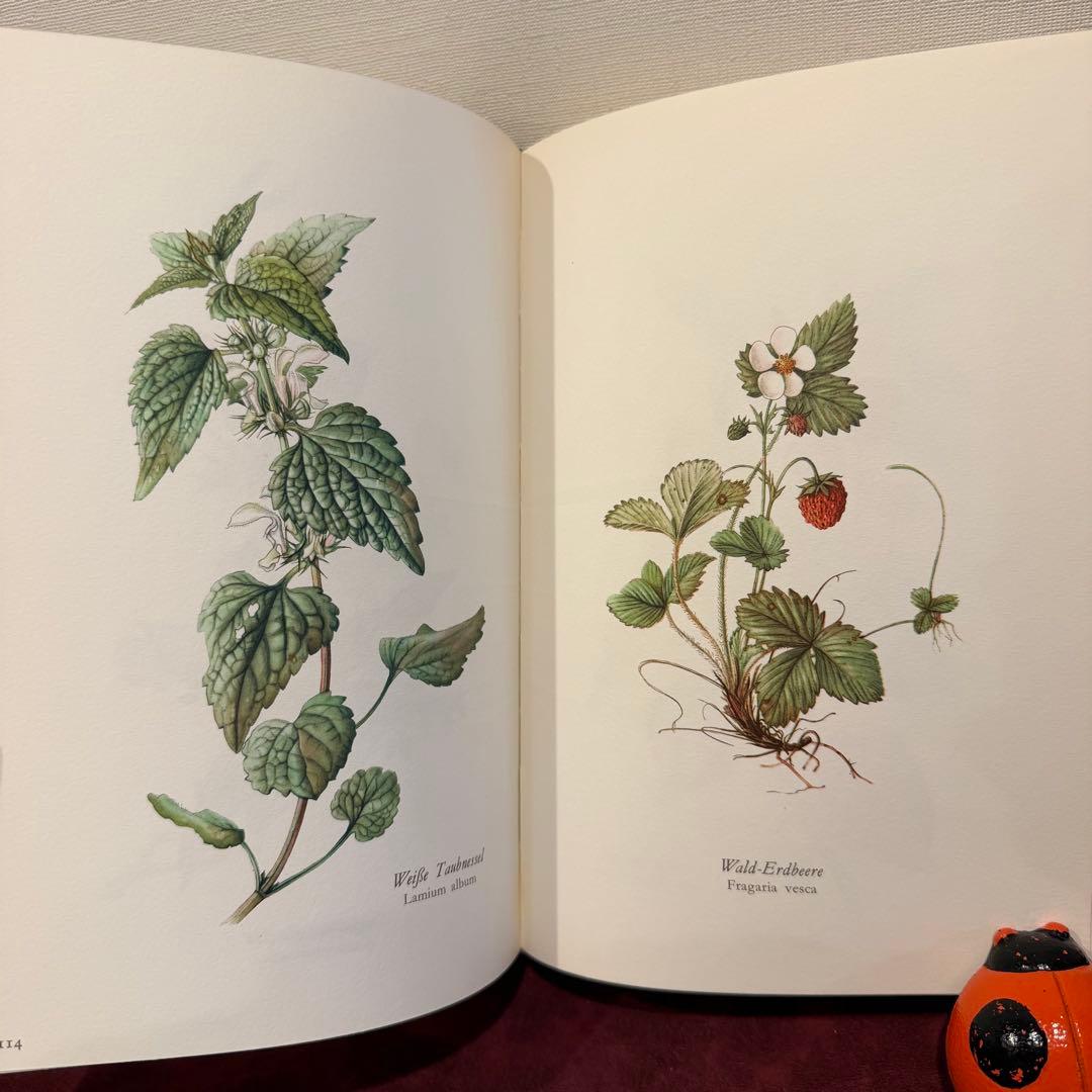 314③1980年ドイツElsa Flesko植物図鑑植物画　ジャンクジャーナル