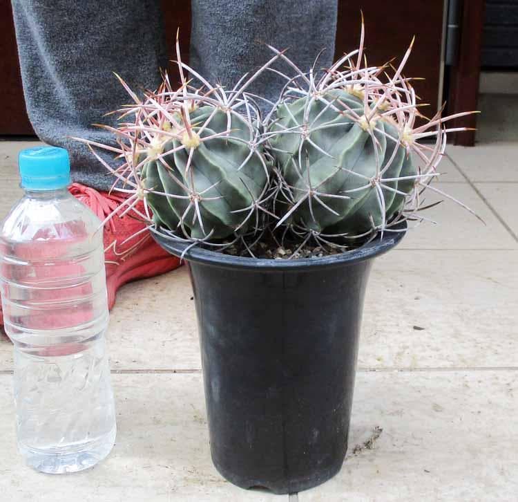 【現品】エキノカクタス ・大竜冠　タイリュウカン　接　6号　T番