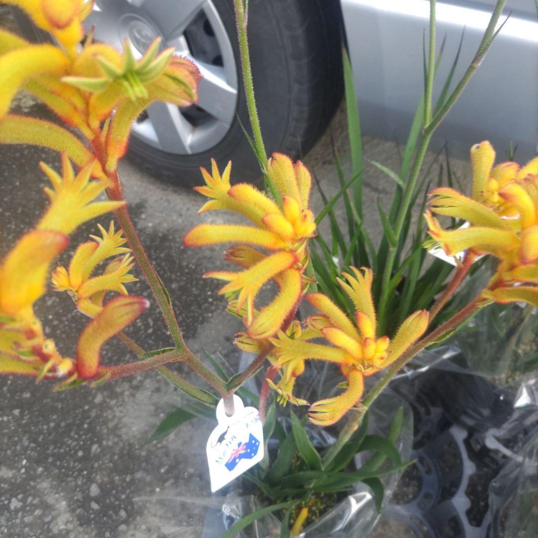 ⭐️カンガルーポウ5号鉢⭐️4品種⭐️４鉢セット 赤系ピンク系白系黄色