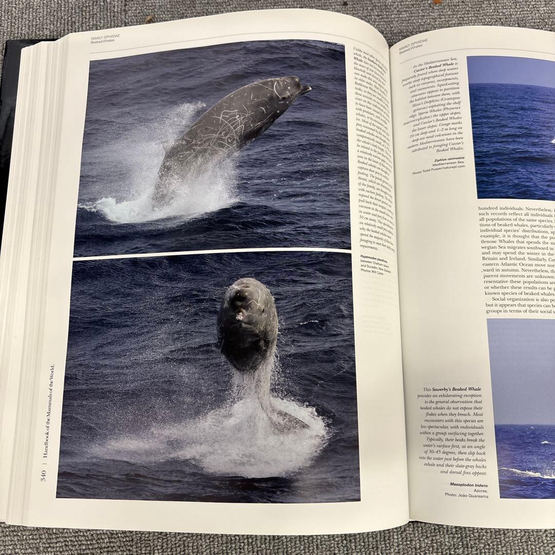 洋書 Handbook of the mammals of the world