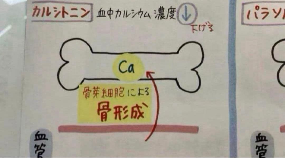 管理栄養士国家試験　まとめノート　9科目すべて