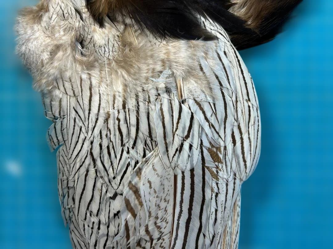 フライマテリアル シルバーフェザント コンプリート スキン