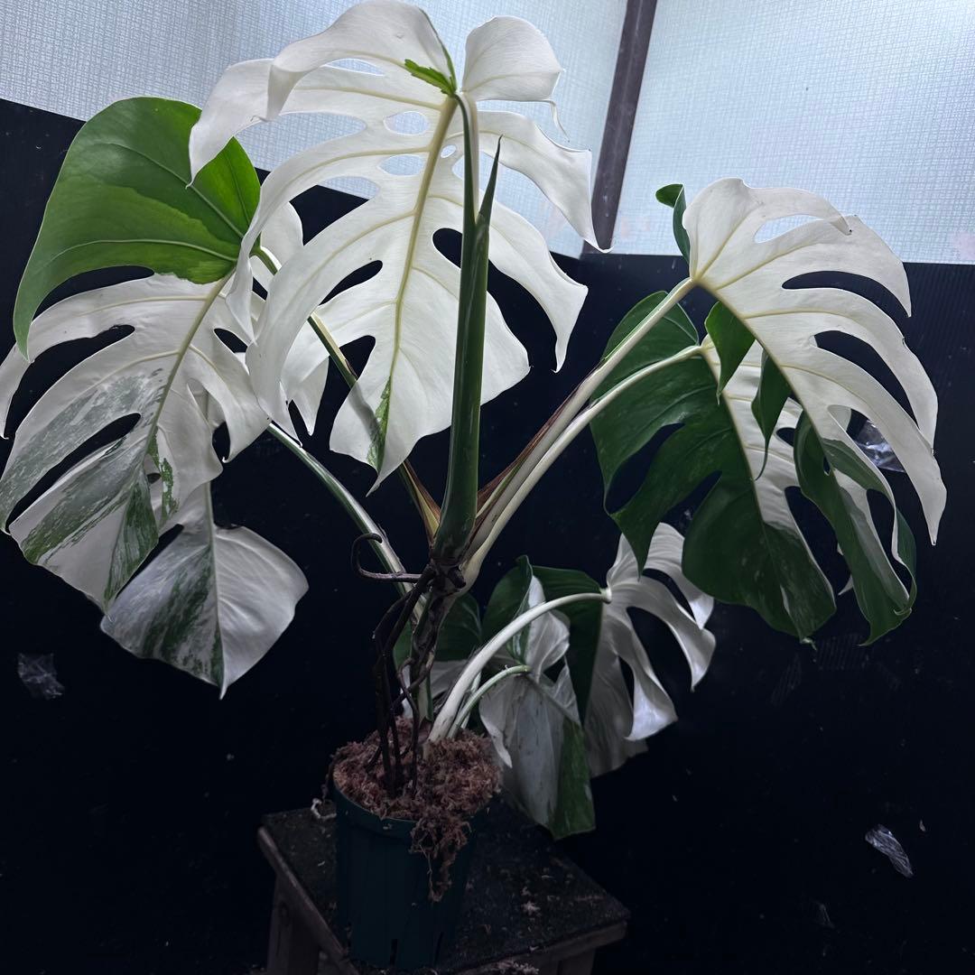 斑入りモンステラ ホワイトタイガー極美大株71cm白斑多