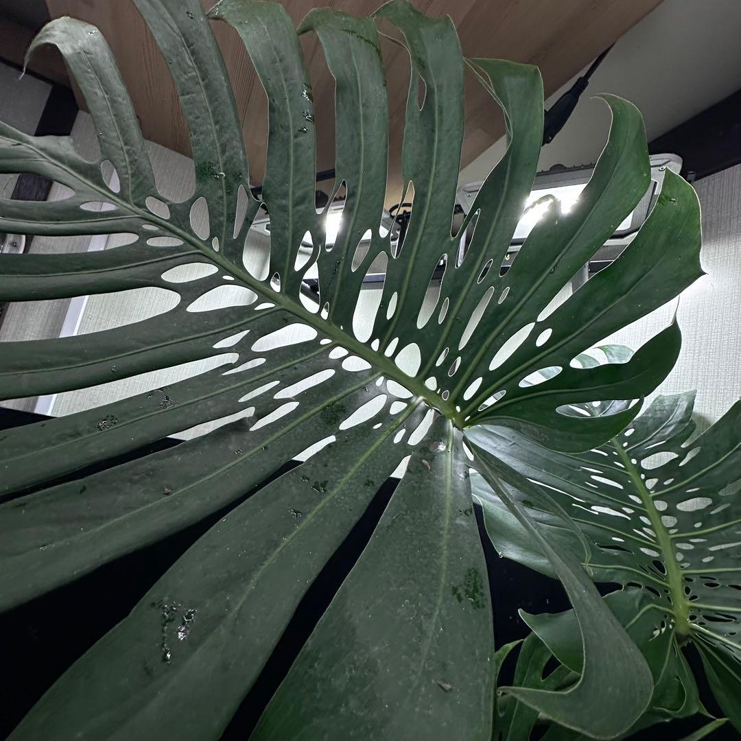 モンステラデリシオーサマクロコズム超希少系統鉢植え85㎝