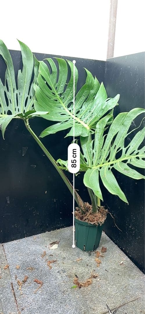 モンステラデリシオーサマクロコズム超希少系統鉢植え85㎝