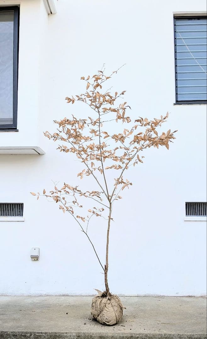 素性優良。山採りヤマコウバシ。