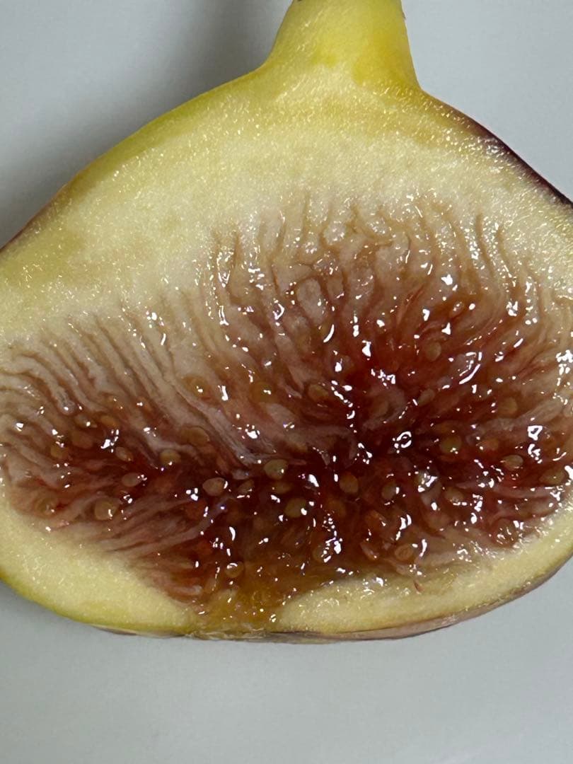 いちじく苗木　DSJG