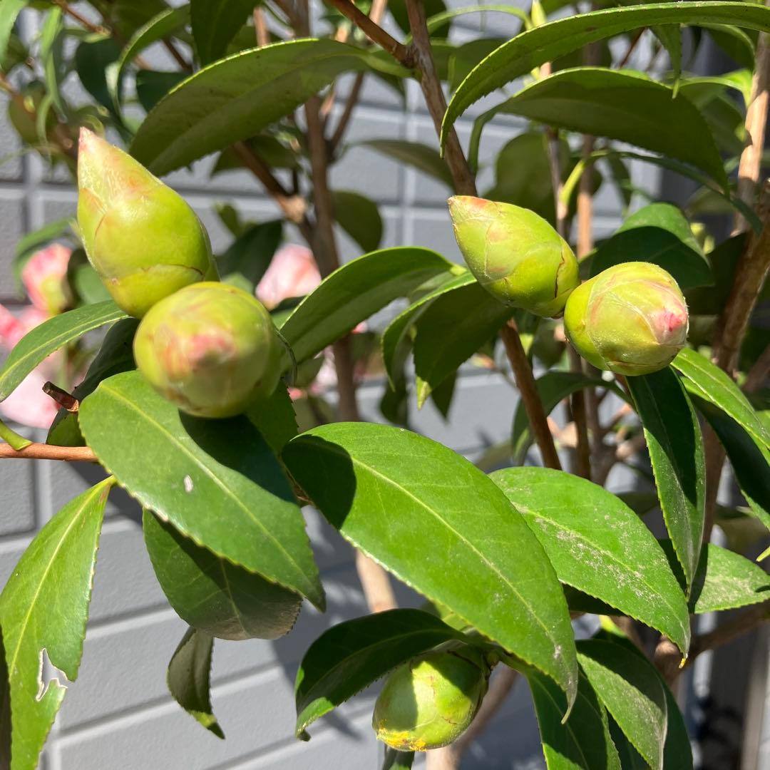 椿 『燕返し』白花の大輪椿 大株／鉢植え