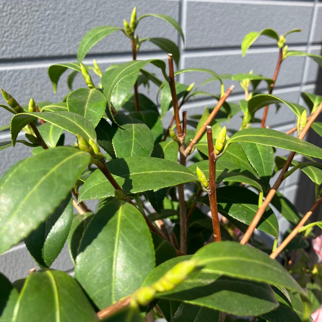 椿 『燕返し』白花の大輪椿 大株／鉢植え