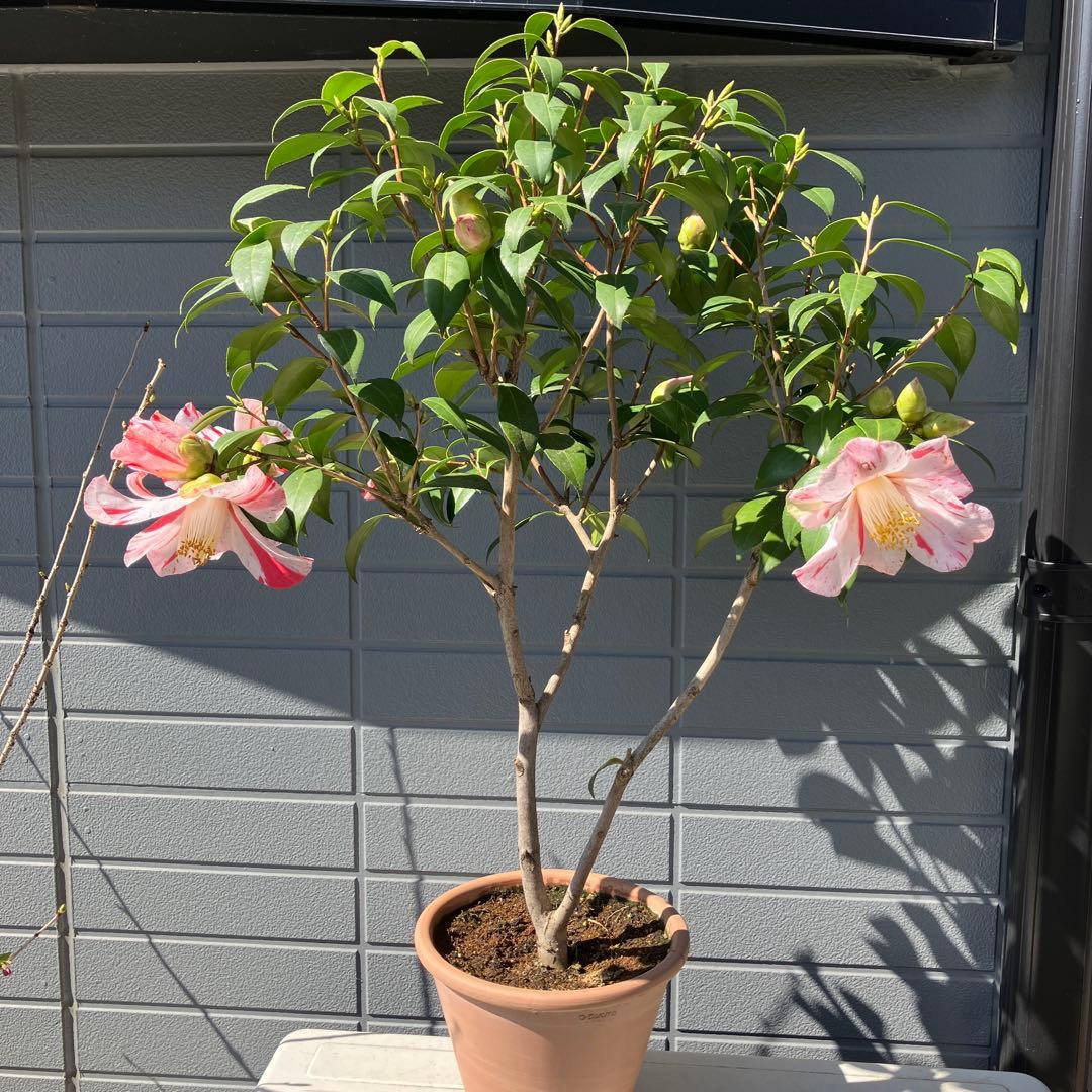 椿 『燕返し』白花の大輪椿 大株／鉢植え