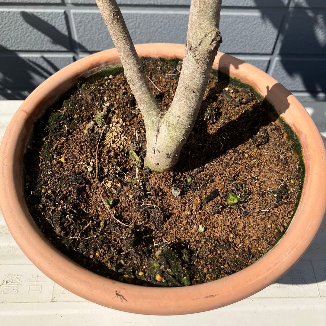 椿 『燕返し』白花の大輪椿 大株／鉢植え