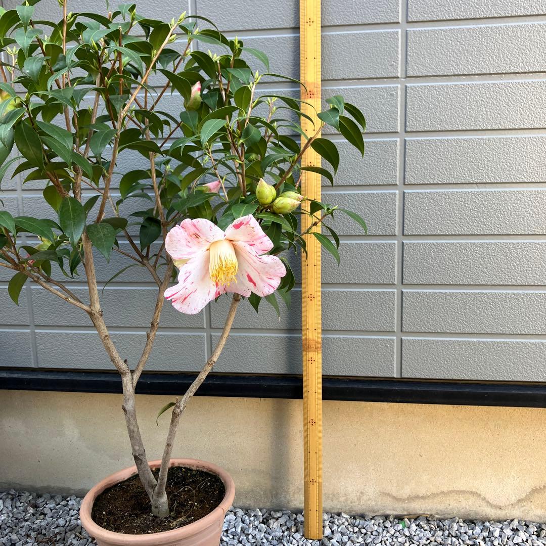 椿 『燕返し』白花の大輪椿 大株／鉢植え