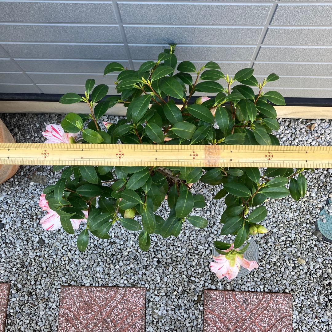 椿 『燕返し』白花の大輪椿 大株／鉢植え