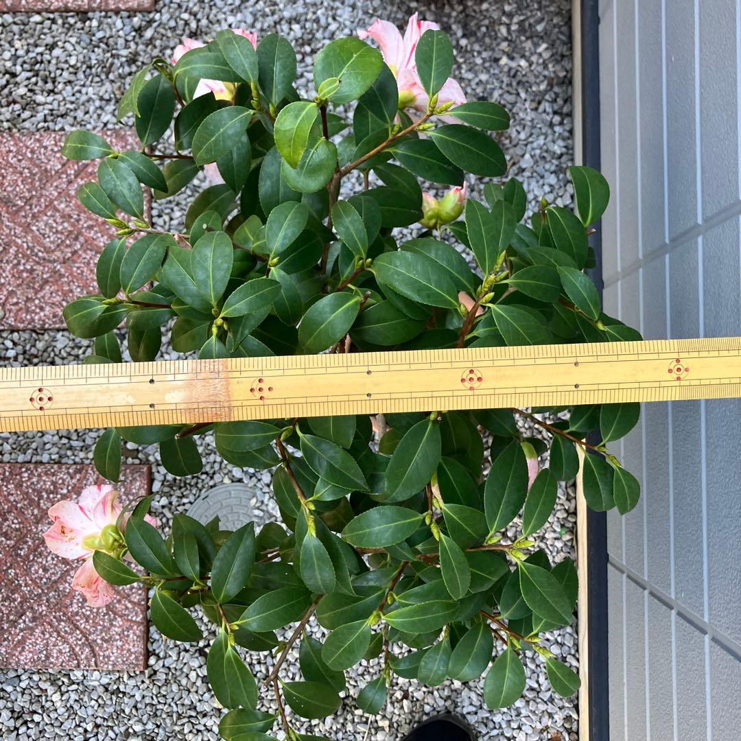 椿 『燕返し』白花の大輪椿 大株／鉢植え