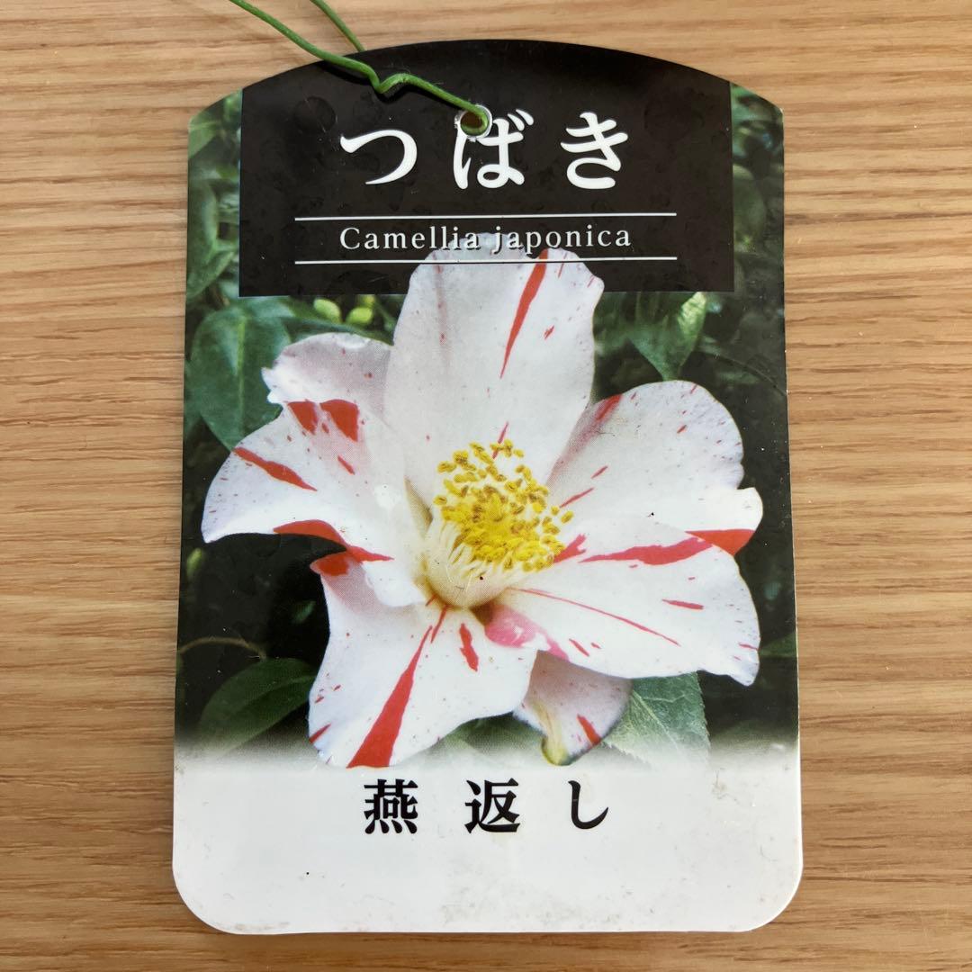 椿 『燕返し』白花の大輪椿 大株／鉢植え