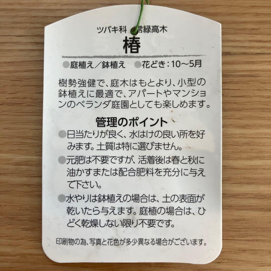 椿 『燕返し』白花の大輪椿 大株／鉢植え
