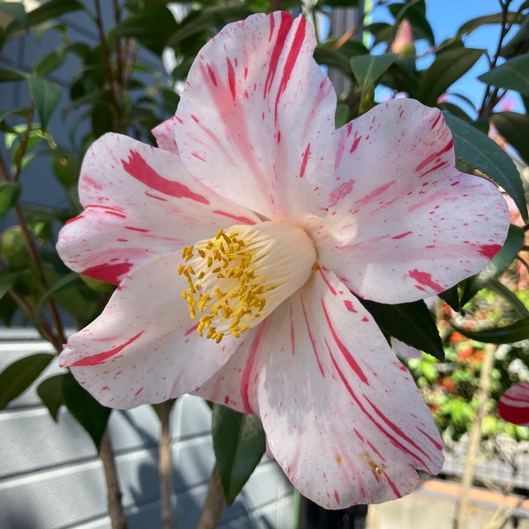 椿 『燕返し』白花の大輪椿 大株／鉢植え