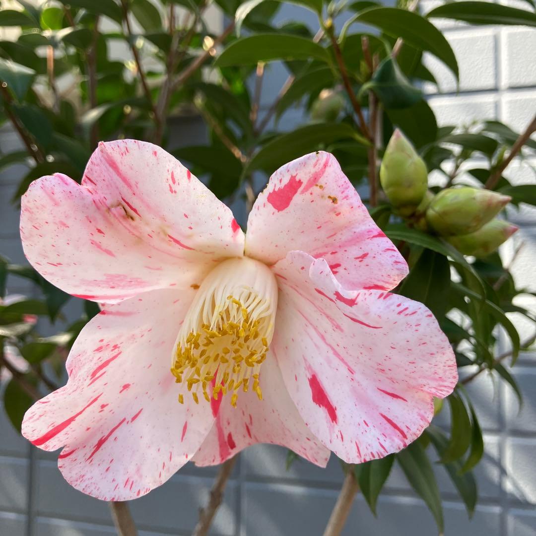 椿 『燕返し』白花の大輪椿 大株／鉢植え