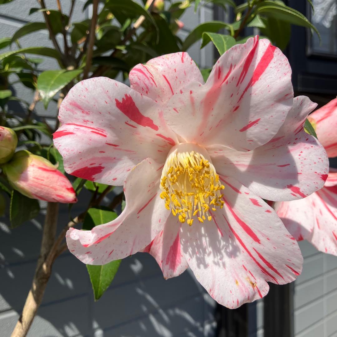 椿 『燕返し』白花の大輪椿 大株／鉢植え