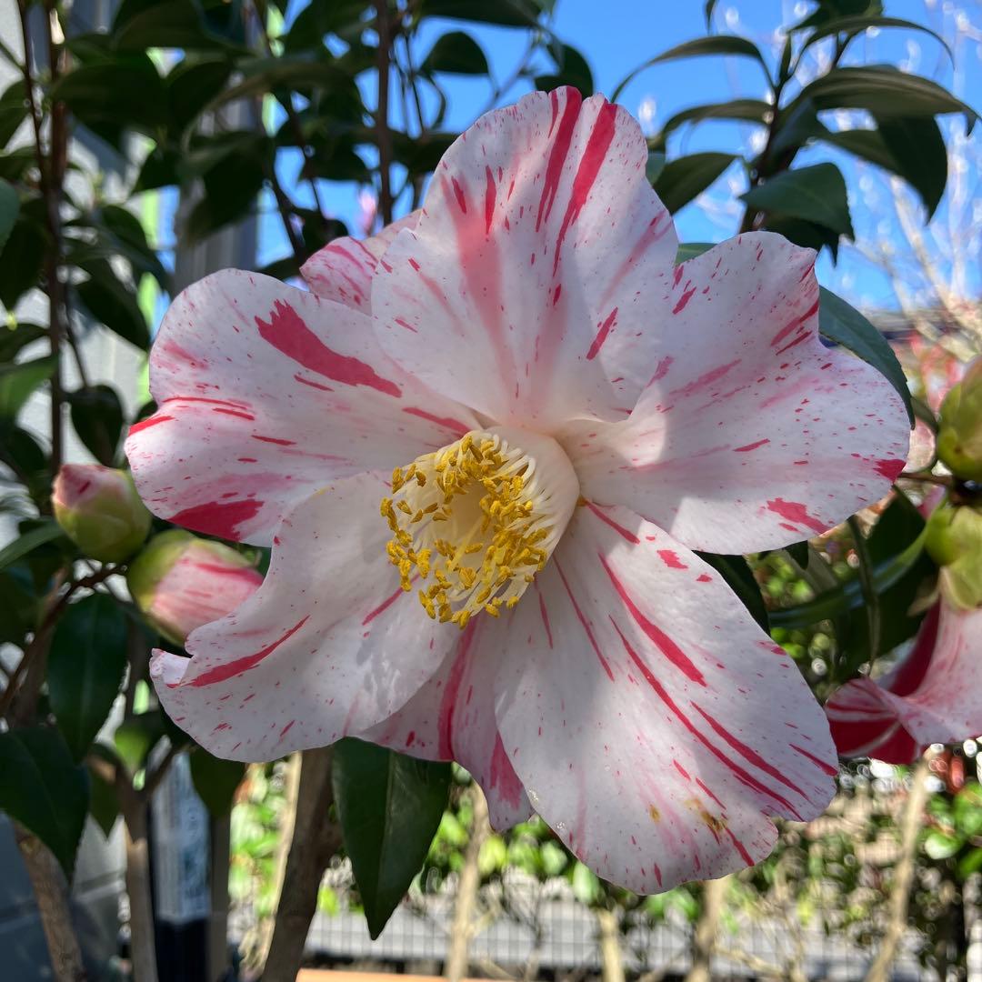椿 『燕返し』白花の大輪椿 大株／鉢植え