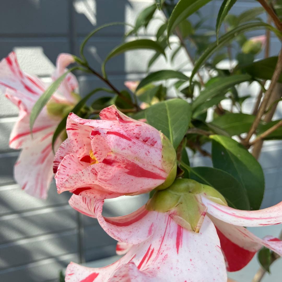 椿 『燕返し』白花の大輪椿 大株／鉢植え