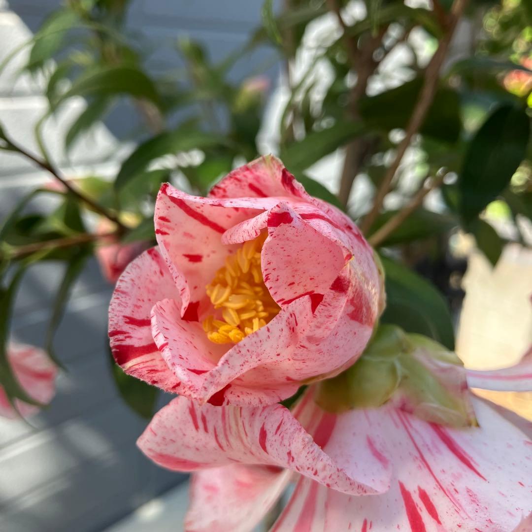 椿 『燕返し』白花の大輪椿 大株／鉢植え