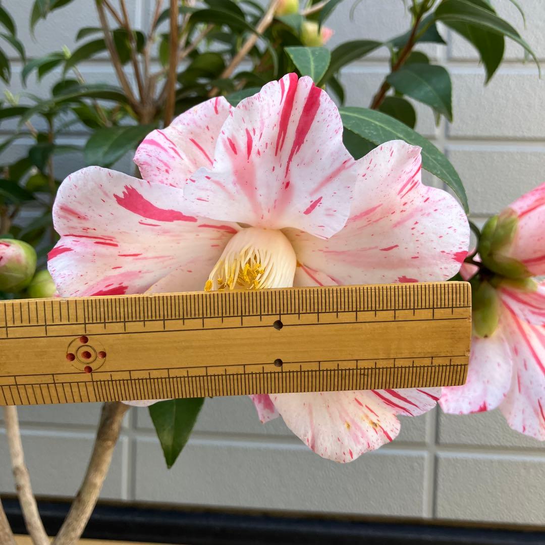 椿 『燕返し』白花の大輪椿 大株／鉢植え