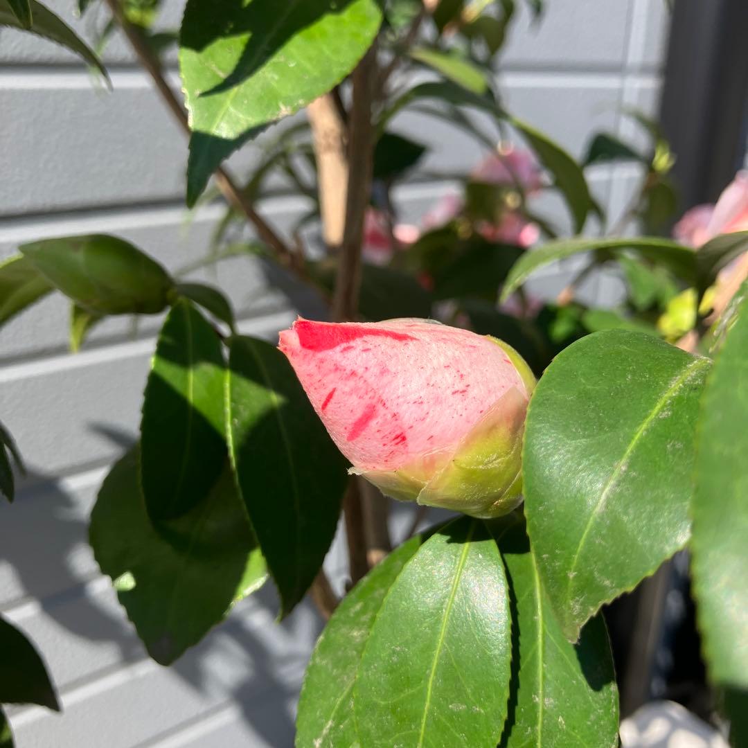 椿 『燕返し』白花の大輪椿 大株／鉢植え