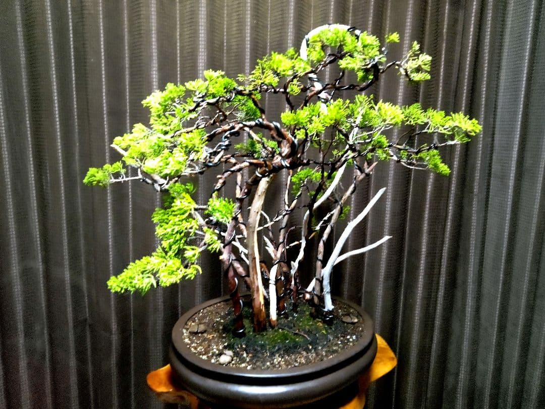 【樹 52㎝糸魚川真柏盆栽】　　⭕真柏林圧巻、神、舎利❗