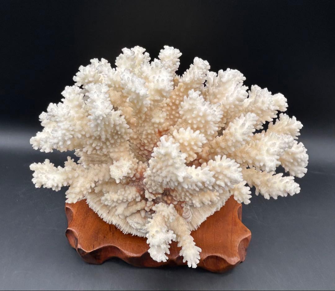 珊瑚　天然　置物　サンゴ　アクアリウム　アンティーク