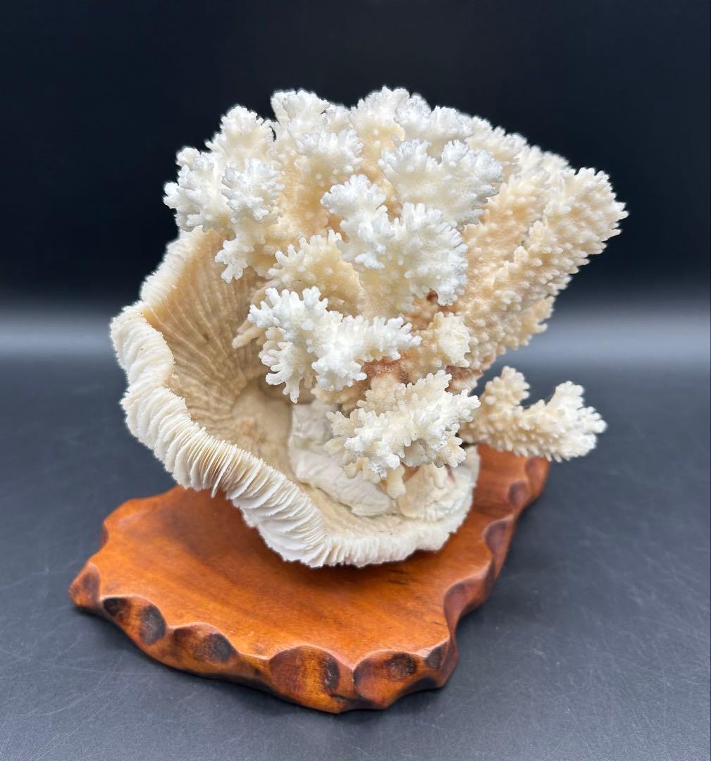 珊瑚　天然　置物　サンゴ　アクアリウム　アンティーク