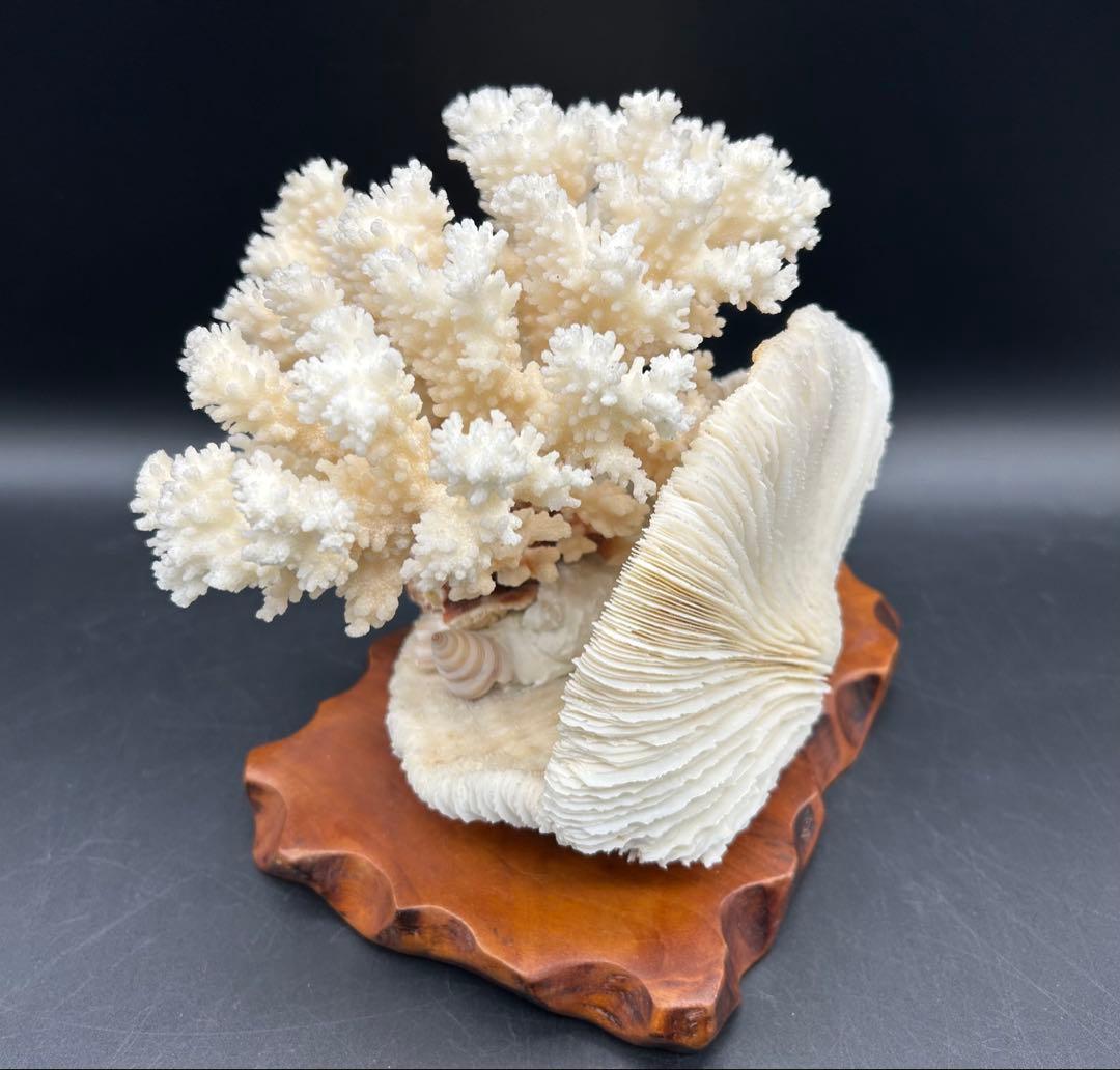 珊瑚　天然　置物　サンゴ　アクアリウム　アンティーク
