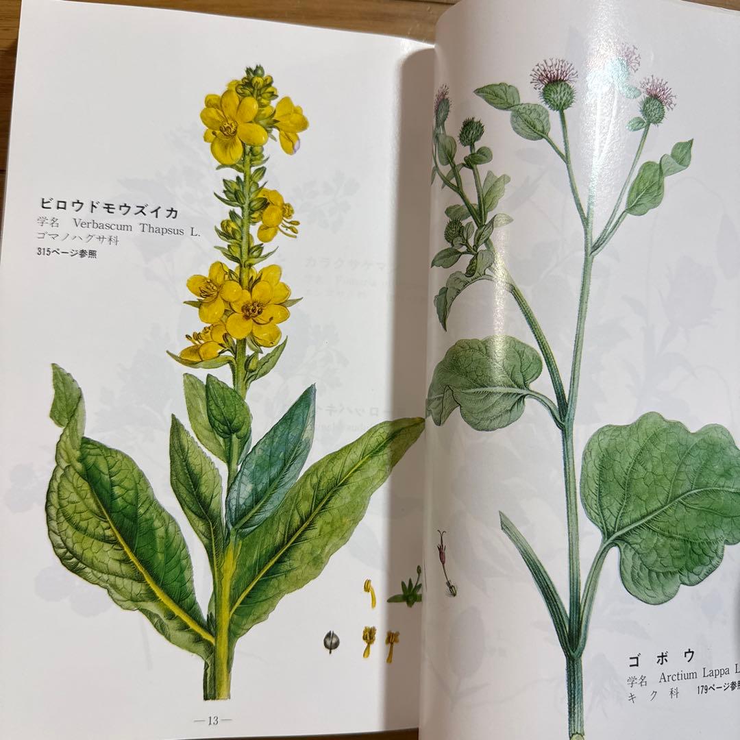 メッセゲ氏の薬草療法 ハーブ 薬草 自然療法 本 自然の友社 モーリス・メッセゲ