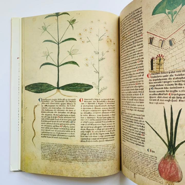 アート・デザイン・音楽 Medieval Herbal