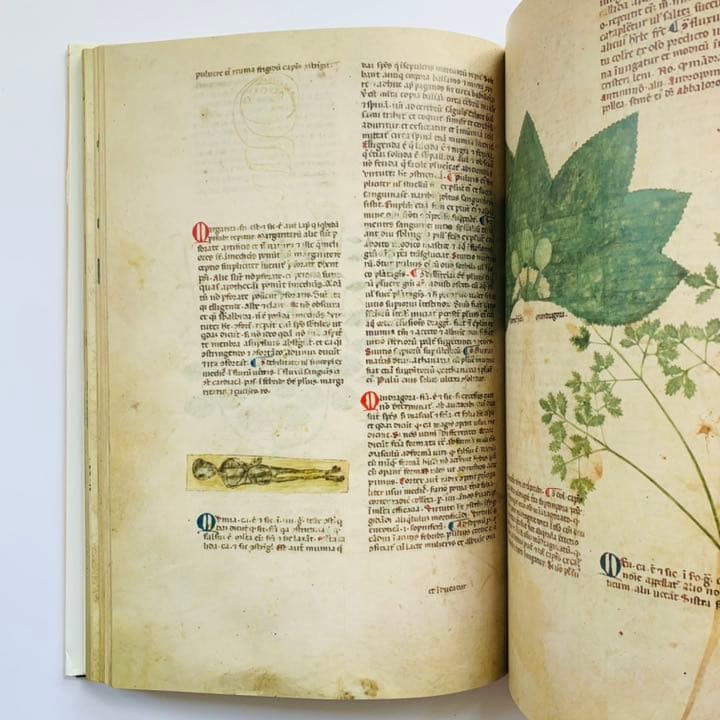 アート・デザイン・音楽 Medieval Herbal