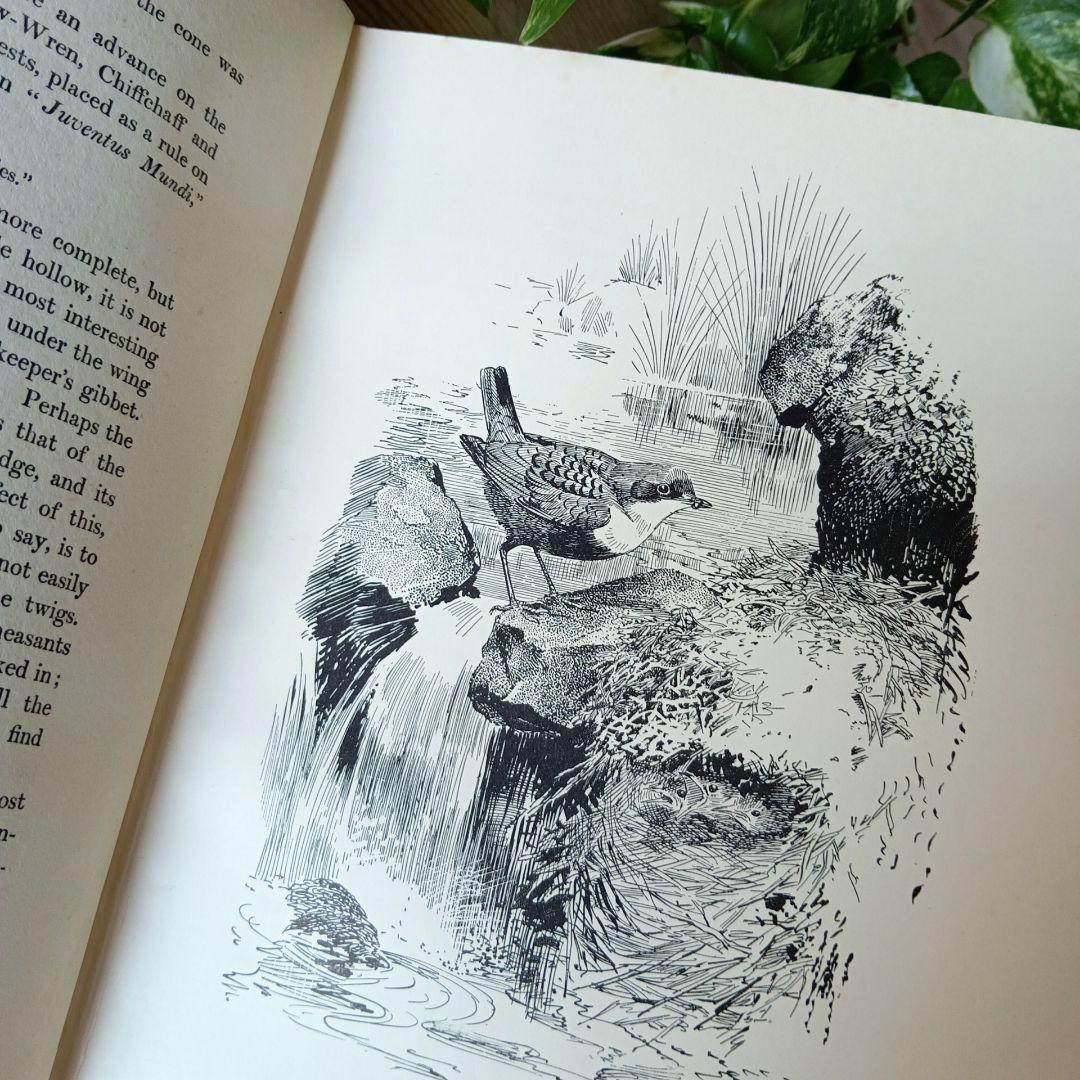 洋書古書　1923年　初版　希少　鳥図鑑　アンティーク　植物図鑑　画集　アート