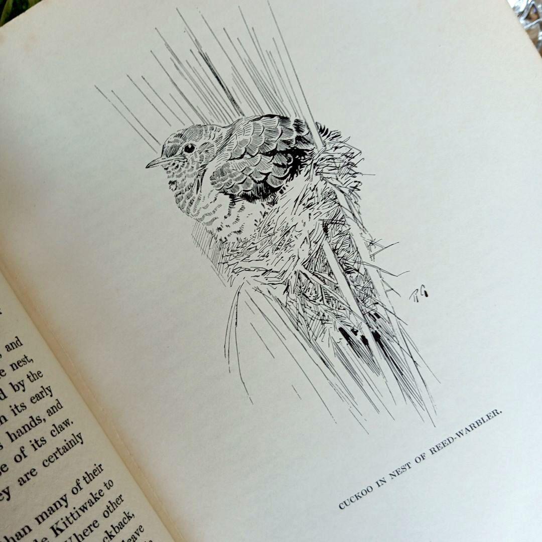 洋書古書　1923年　初版　希少　鳥図鑑　アンティーク　植物図鑑　画集　アート