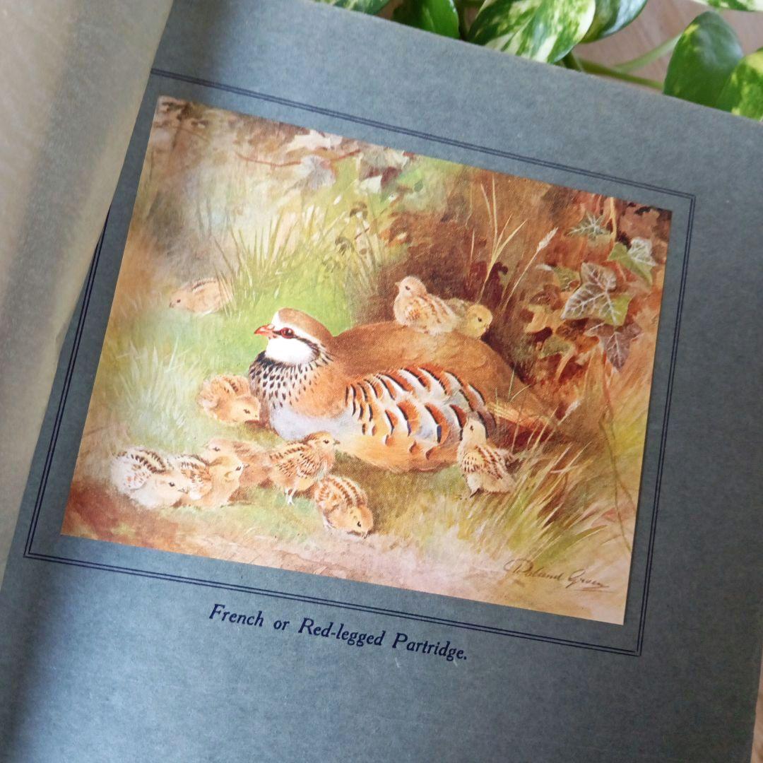 洋書古書　1923年　初版　希少　鳥図鑑　アンティーク　植物図鑑　画集　アート