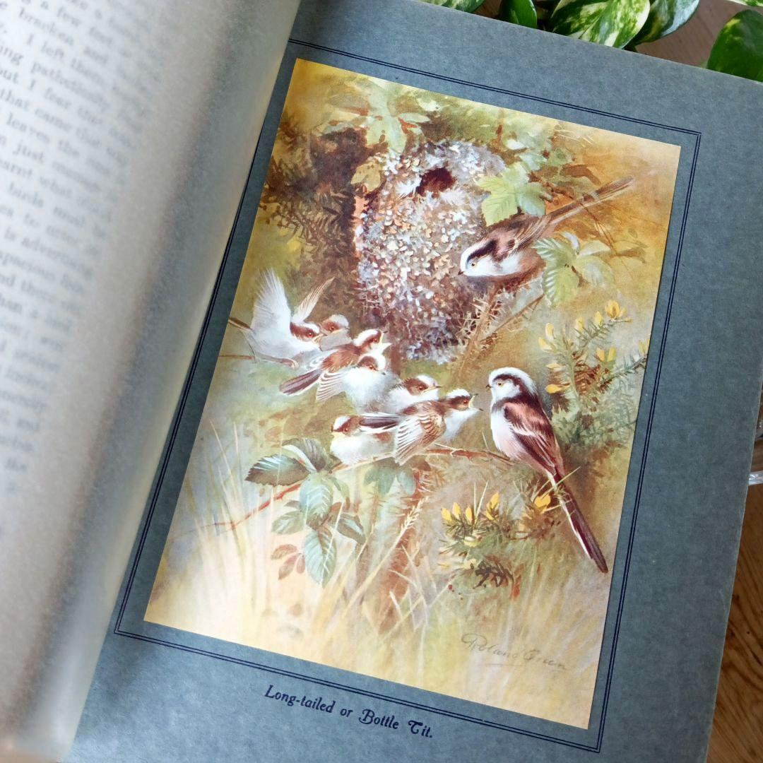 洋書古書　1923年　初版　希少　鳥図鑑　アンティーク　植物図鑑　画集　アート