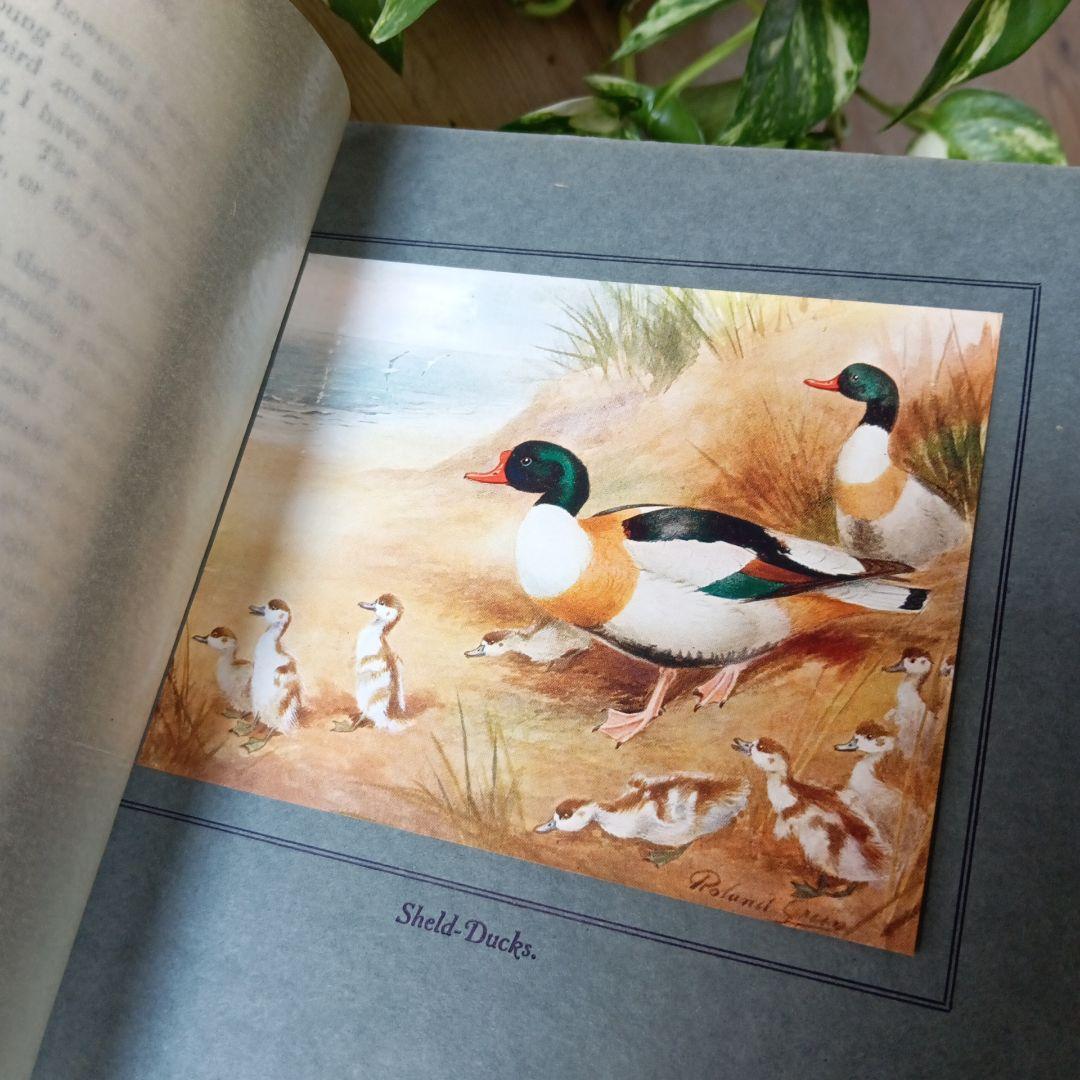 洋書古書　1923年　初版　希少　鳥図鑑　アンティーク　植物図鑑　画集　アート