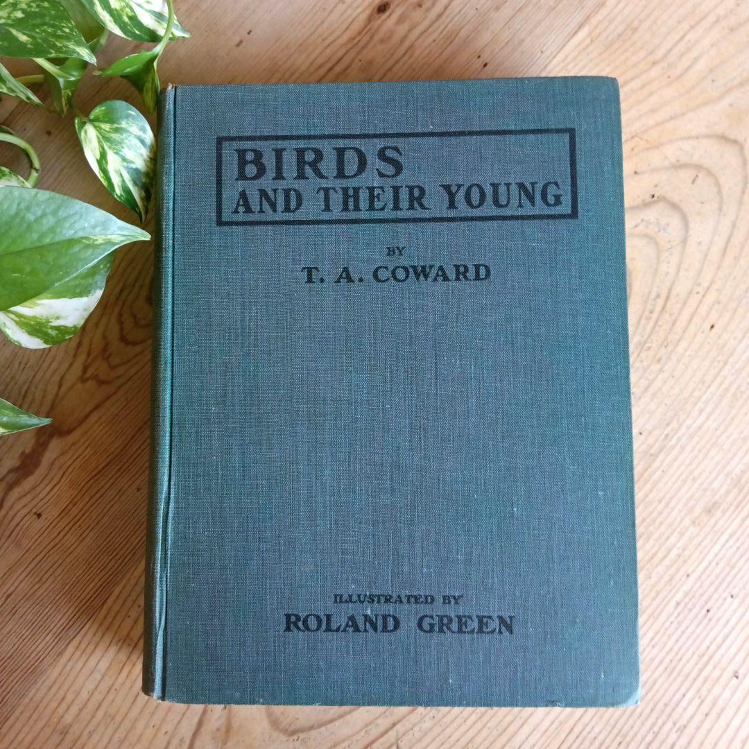 洋書古書　1923年　初版　希少　鳥図鑑　アンティーク　植物図鑑　画集　アート